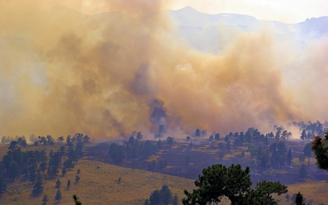 Dinas Damkar Bangka Tengah Padamkan Kebakaran di Hutan Kota